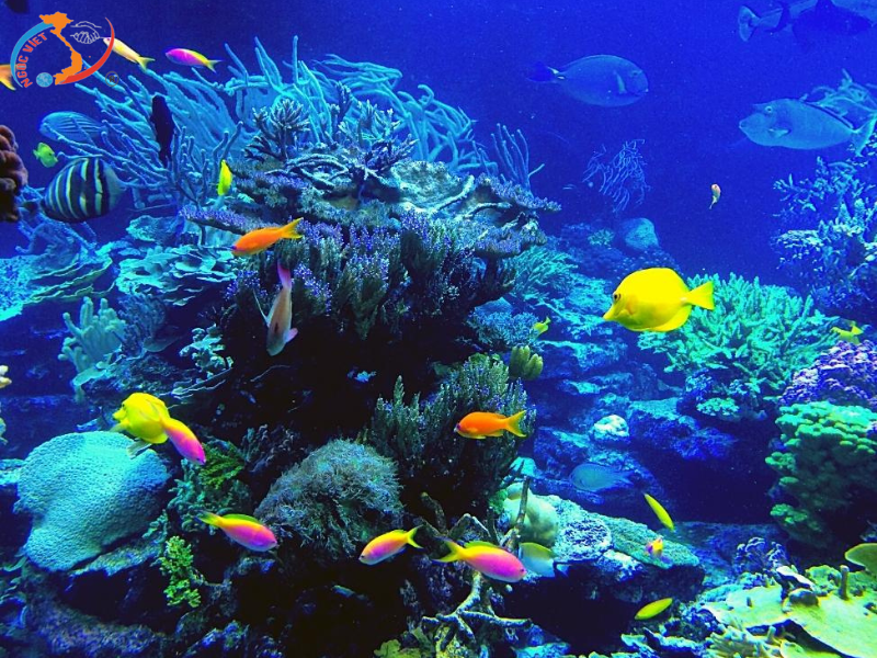 NHA TRANG 3N3D – VỊNH SAN HÔ - CHINH PHỤC CÁP TREO VINPEARL HARBOUR